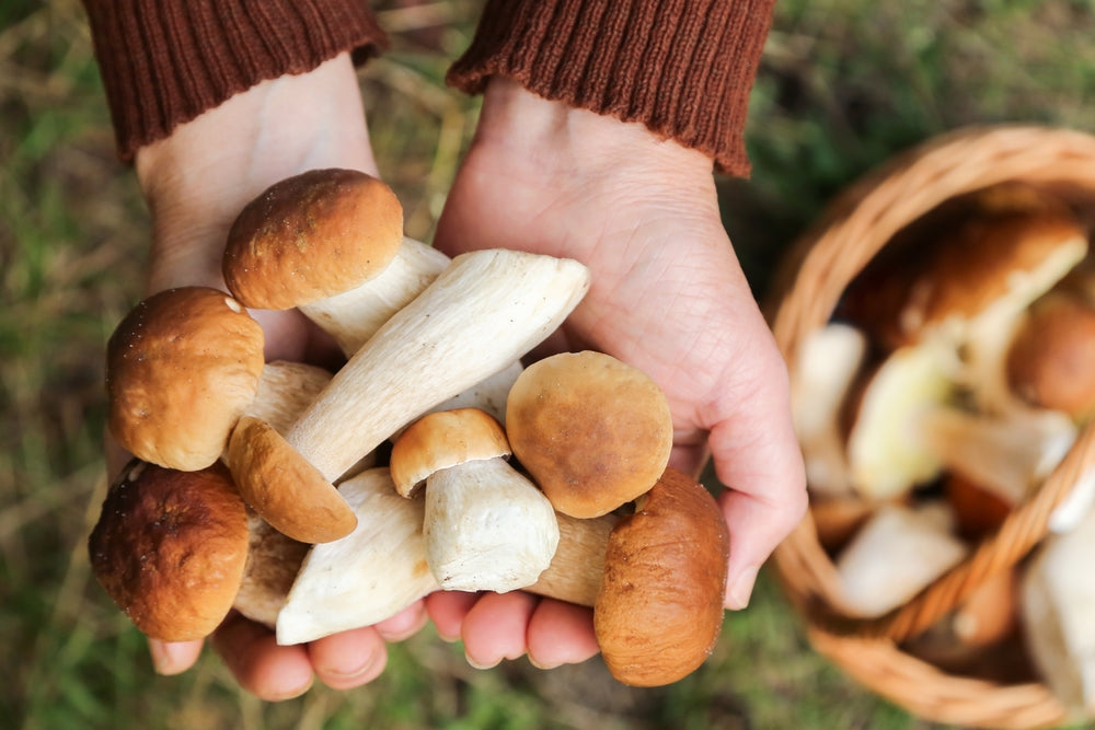 Hands cupping a collection of wild mushrooms outdoors with a woven basket nearby.