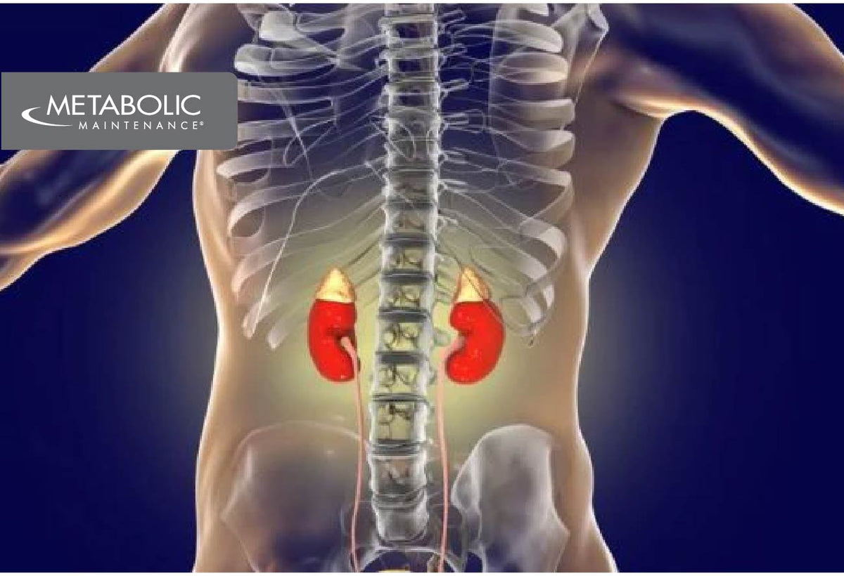 glutathione for adrenal fatigue Adrenal Supplements for Stress Support
