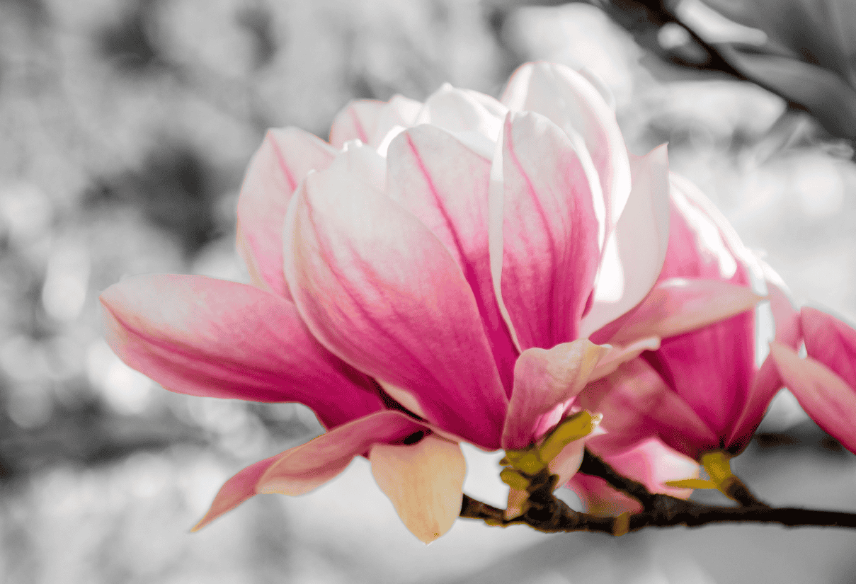 Close-up of pink magnolia blossoms on a branch with a soft, blurred background.