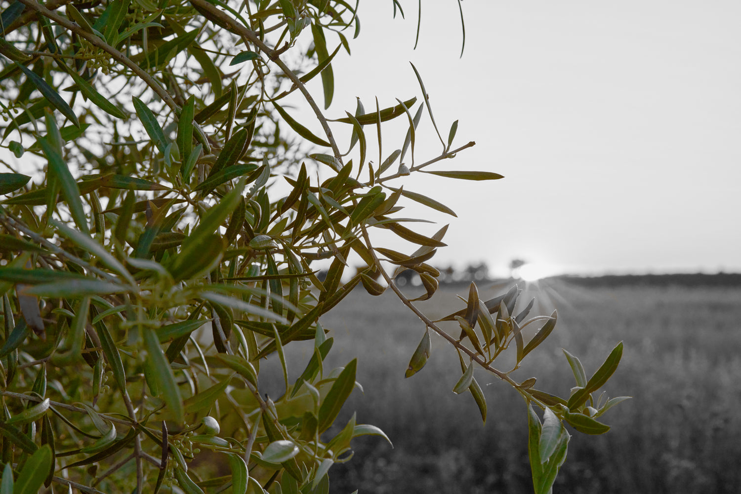 benefits of olive leaf extract and oleuropein