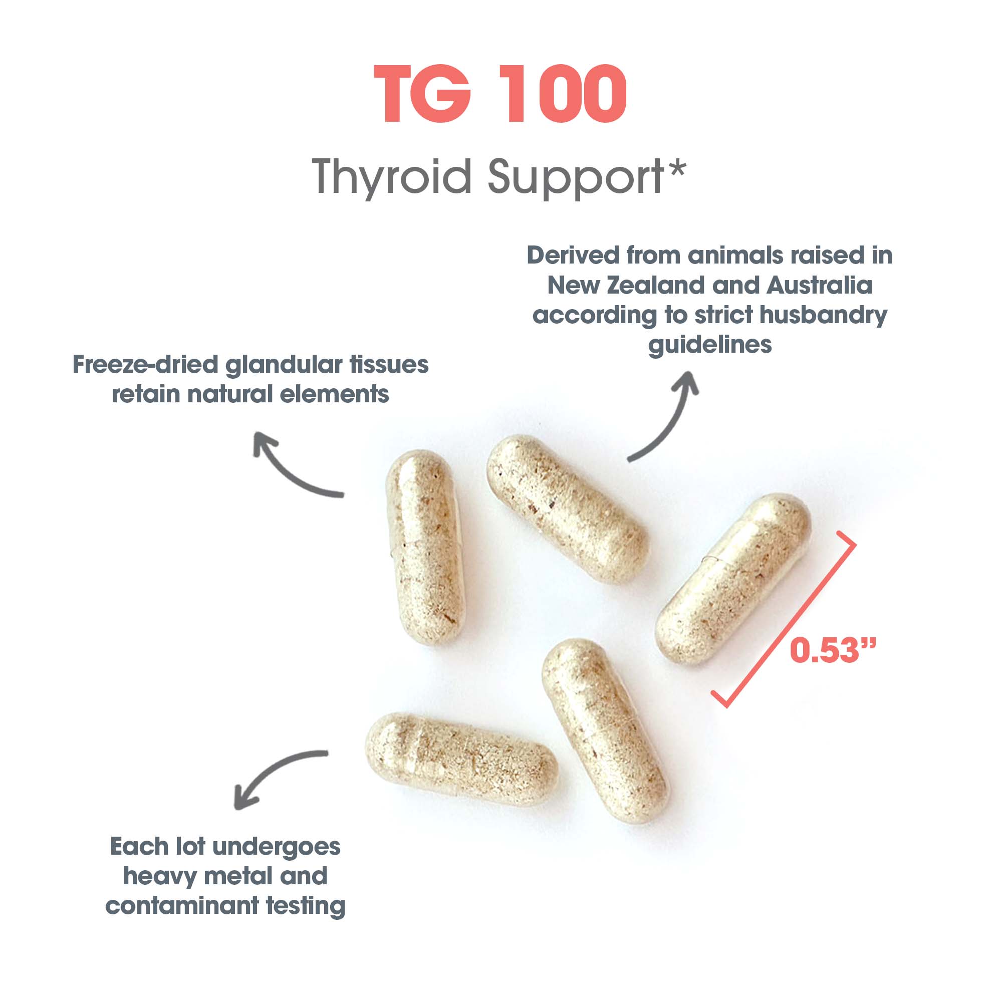 TG 100 thyroid support capsule size graphic showing freeze-dried glandular tissue capsules and thyroid support supplement details